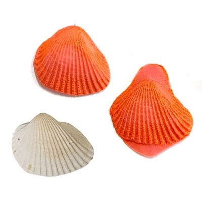 [HS] 나만의 조개화석모형 만들기 (1인용/6인용)