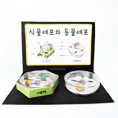 [와니사이언스] 식물세포와 동물세포만들기 (4명1세트)