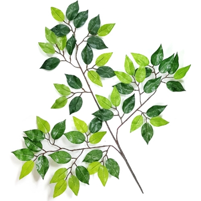 [오케이아트] 벤자민(C)