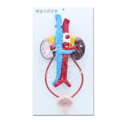 [와니사이언스] (신형) 배설기관 모형(고급형)