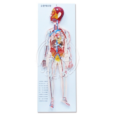 [와니사이언스] 신형 순환계 모형(입체식)