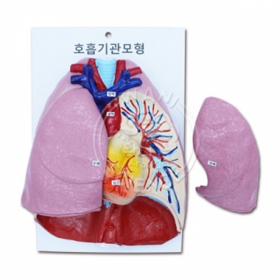 [와니사이언스] 신형 호흡기관 모형