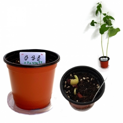 [HS](대형)강낭콩 기르기 (1인용 / 5인용 선택)