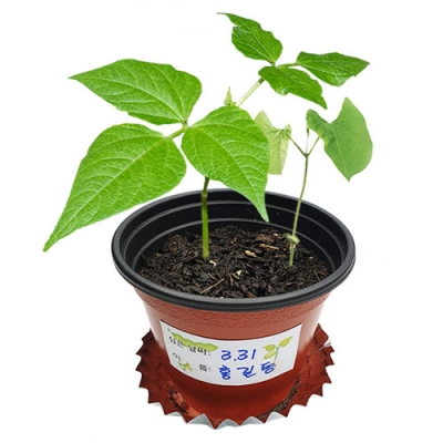 [자람사이언스] 씨앗이 싹트는 조건과 강낭콩의 한살이 (4개 세트)