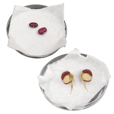 [자람사이언스] 씨가 싹트는 조건과 과정관찰하기 (4개 세트)