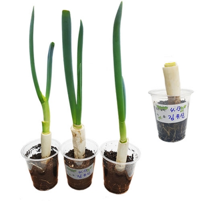 [자람사이언스] 파 뿌리로 파 키우기 화분(5개세트)