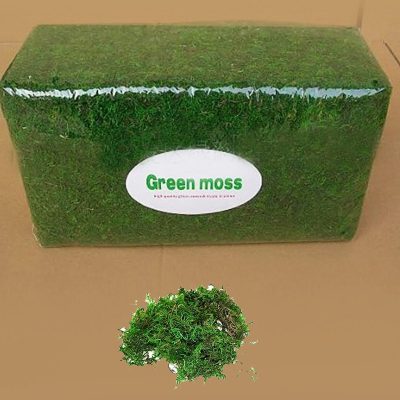 [다나스쿨] 그린모스 청이끼 1kg