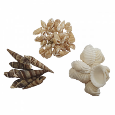 [이지피아] 자연물_조개류 500g (3종 택1)