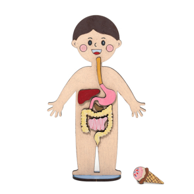 [민화샵] 소화기관 인체 모형 만들기