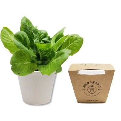 [마이팜] 친환경 상추 키우기