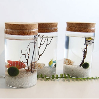 [마리모] 원형 코르크병 마리모 세트