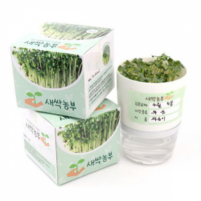 [오키도키] 새싹농부 무순 브로콜리 새싹기르기(6개)