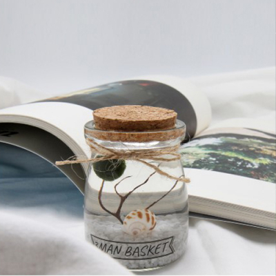 [쥬크박스] 마리모키우기DIY세트 (푸딩병)