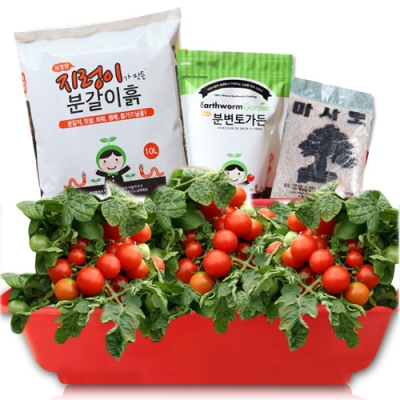 열매 텃밭세트 식물키우기(방울토마토, 피클오이키우기)