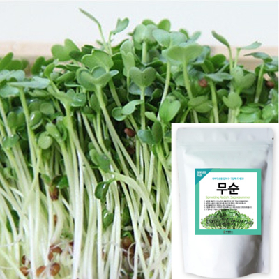 [세경팜]새싹무순 키우기 새싹채소 씨앗 대용량300g