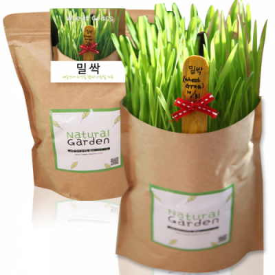 네츄럴가든 밀싹 보리싹 식물키우기(옵션 선택)