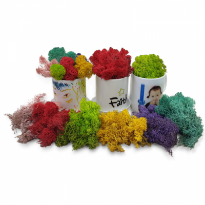 [마이제이디] 스칸디나비아모스 미니 화분 만들기(나만의 반려식물 키우기)