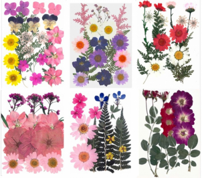 [레진아트/공예재료] 나만의 DIY 만들기_생화 압화 누름꽃 세트 모음(중)