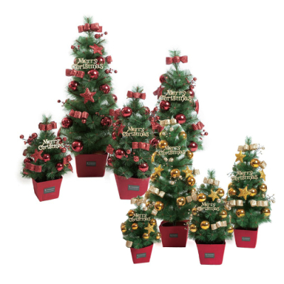 [경오] 픽장식나무 (50/80cm)