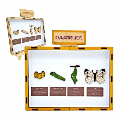 [사이언스타임] 배추흰나비의 한살이 만들기