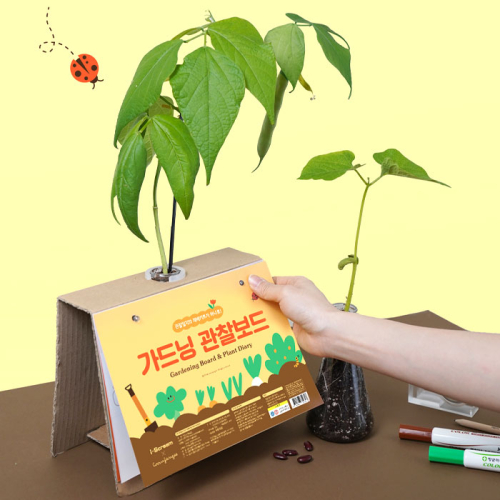 [아이스크림] 가드닝 관찰보드 강낭콩 키우기 (단원 : 식물의 한살이, 식물의 구조와 기능, 자연)