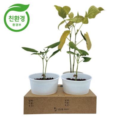 [꼬메빔보] 식물의 한살이 강낭콩 화분 키우기 (2개입, 15X7.8X6.8cm)