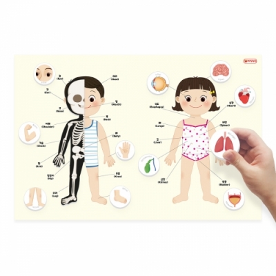 [자석나라] 자석이 붙는 인체 포스터 (나의 몸)
