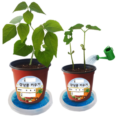 [매직북스] 강낭콩 키우기