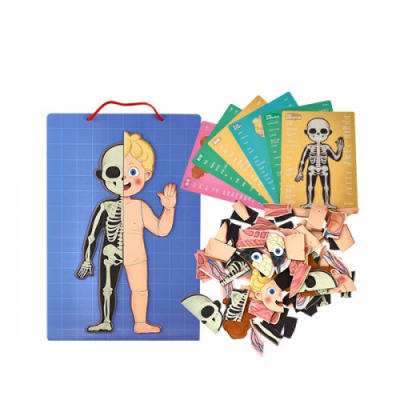 [캐스B] 튼튼 인체 자석퍼즐 (1642)