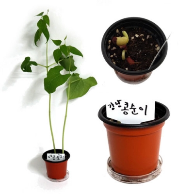 [HS] 강낭콩 기르기 (1인용/5인용)