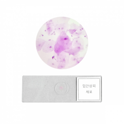 [와니사이언스] 입안 상피 세포 영구 표본(2개1조)(아이스크림, 천재, 지학사)