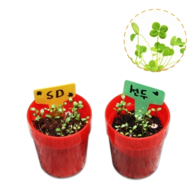 행운이 가득한 화이트 클로버 기르기 (1인용)