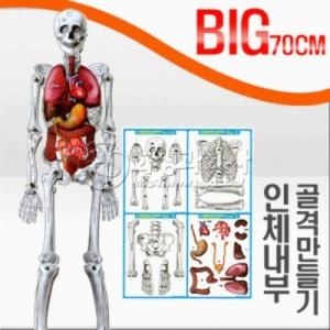 인체골격내부모형만들기(대형)